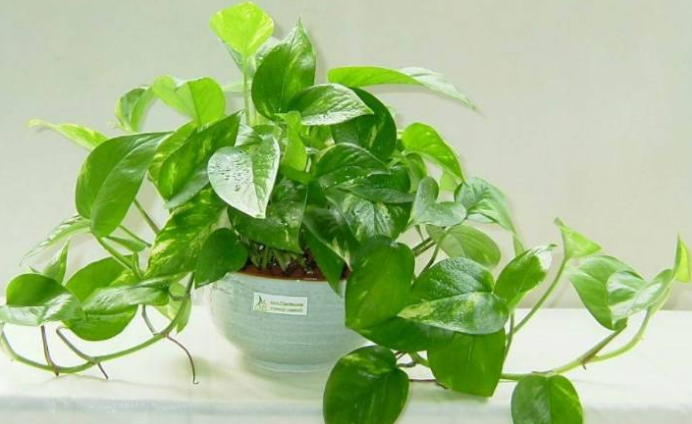 绿萝风水摆放六大禁忌切莫犯