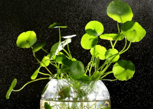 客厅适合养什么花和植物好风水