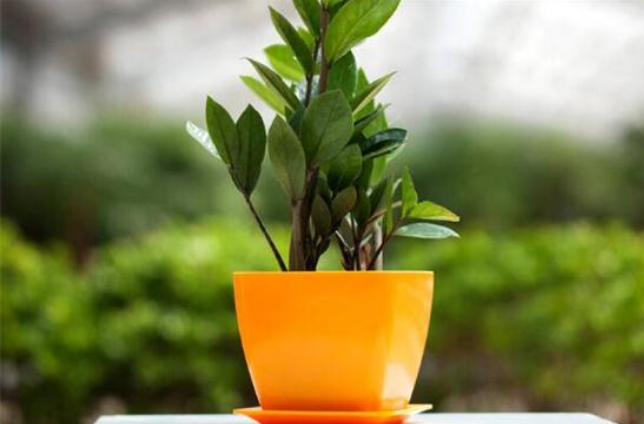 家里种什么植物风水好又旺财