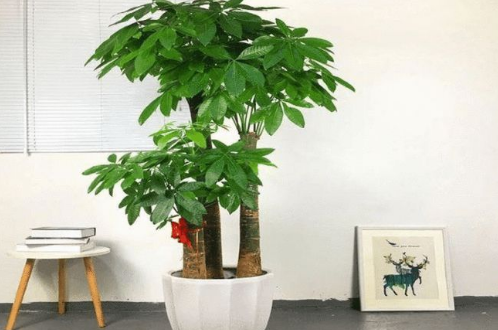 客厅放什么植物好风水又好养