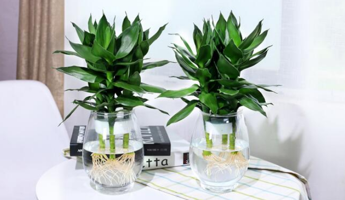 富贵竹风水摆放三不要