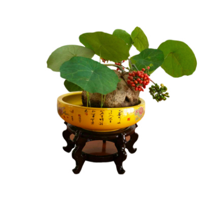 家里来猫预示什么风水