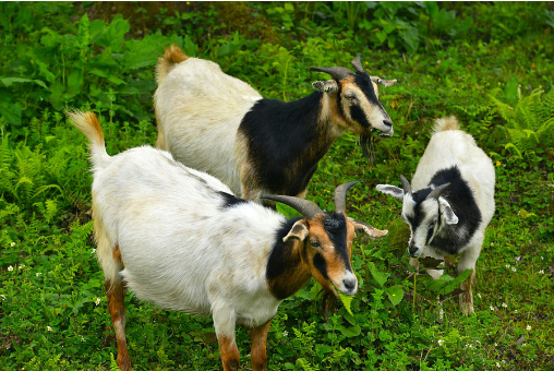 大器晚成的生肖