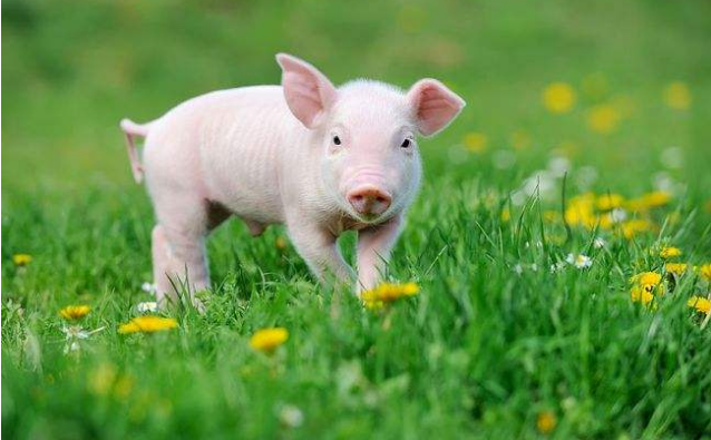 一箭双雕是什么生肖