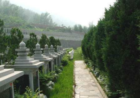 坟地栽什么树人财两旺