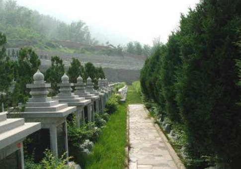 坟前栽树有什么讲究