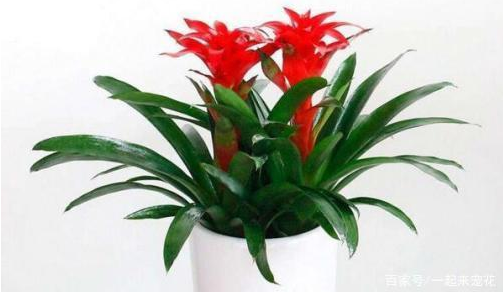 风水学讲的花旺人不旺