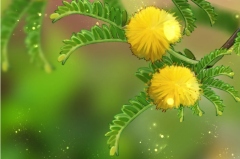 合欢树在风水上的作用