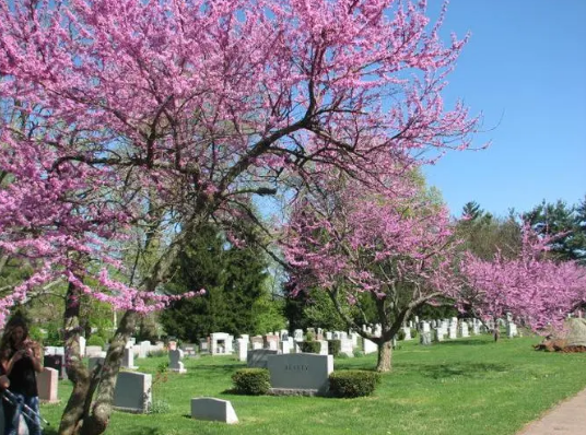 怎样看墓地风水