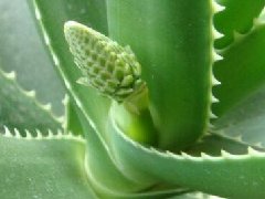 风水学来说芦荟开花预示什么